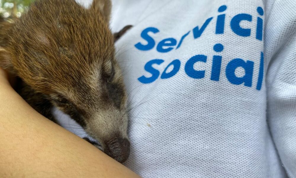 Operativo Municipal Rescata 68 Animales Abandonados en el Baratillo