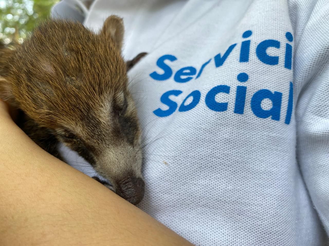 Operativo Municipal Rescata 68 Animales Abandonados en el Baratillo